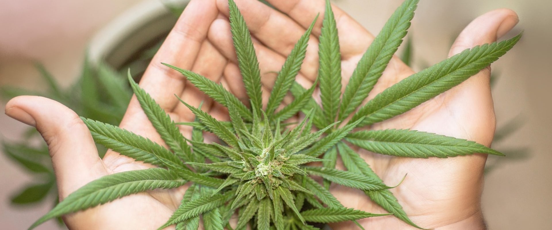 THC for Pain in Substance Use Detox Programs