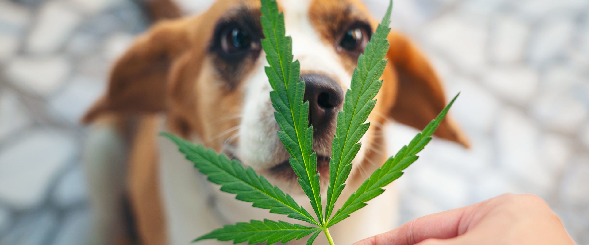 Can dogs have thc for pain?