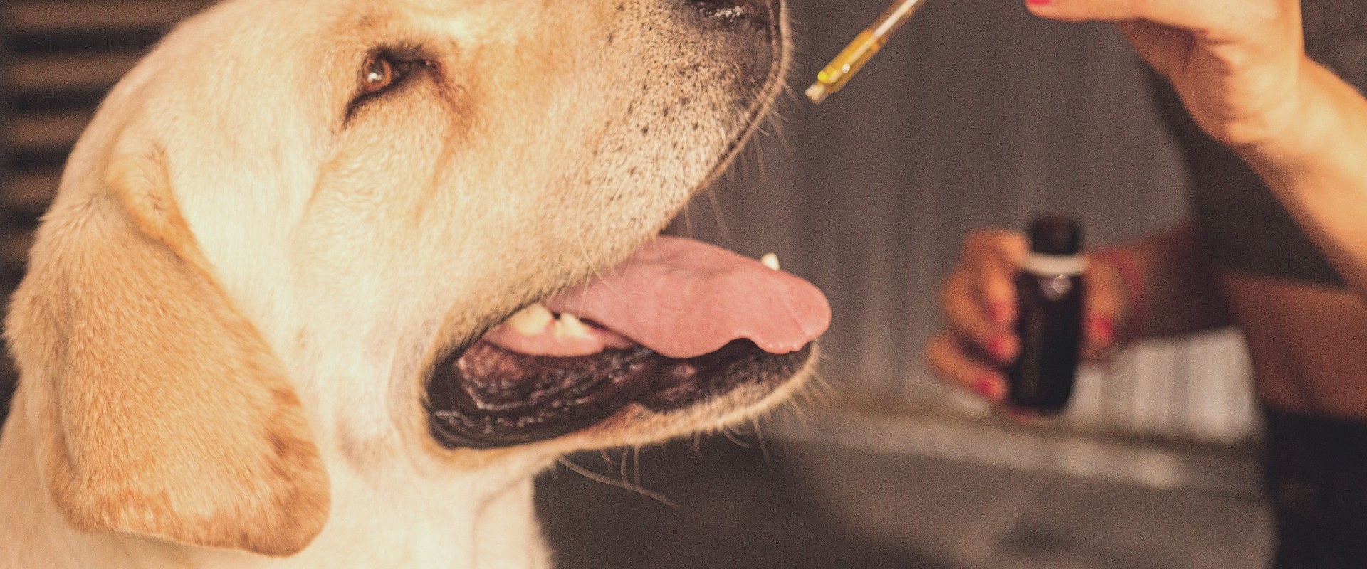 Is cbd and thc good for dogs?