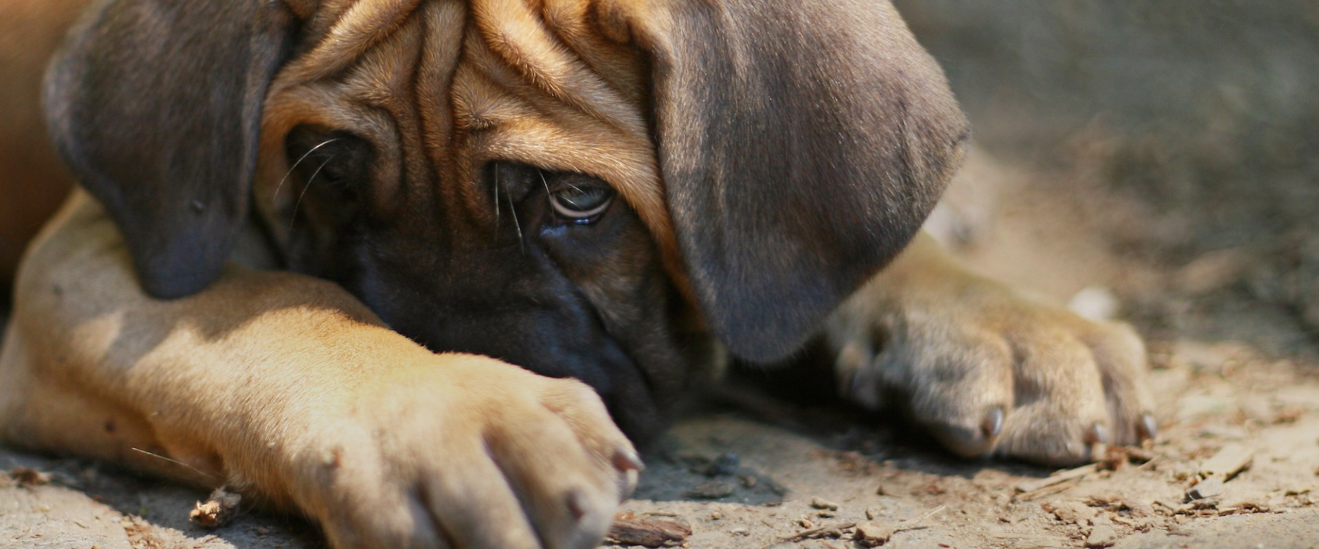 Can dogs take thc for anxiety?