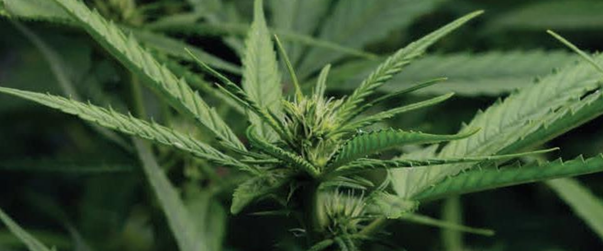 Benefits Of Purchasing THC Products And Edibles For Pain Relief At A Trusted Cannabis Store In Ferndale, MI