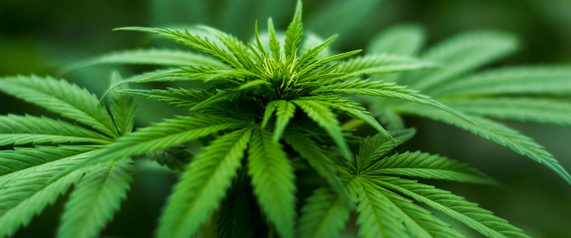 Exploring THC For Pain Management: What Bostonians Need To Know