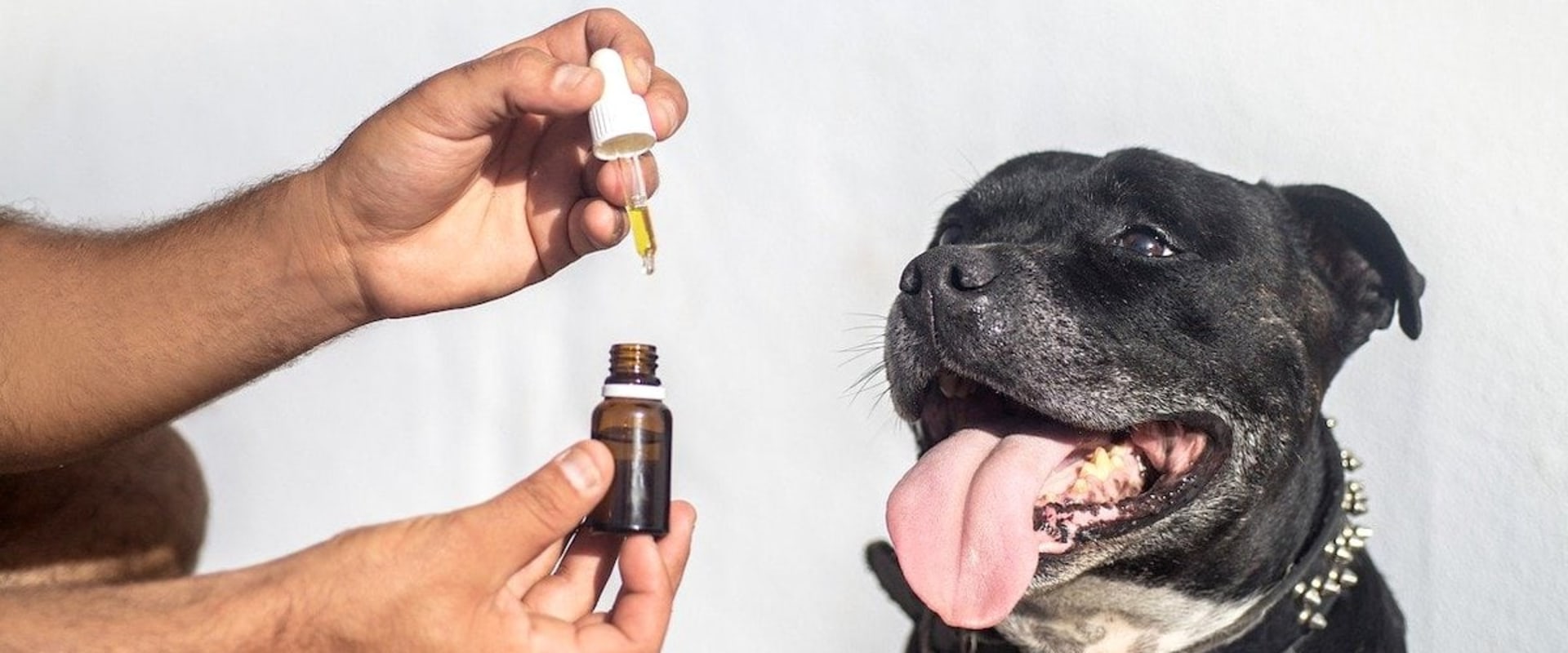 Can you give dogs thc and cbd?