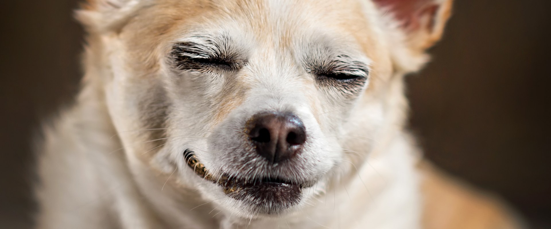 How much thc is ok for dogs?