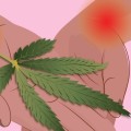 Thc for pain management?