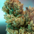 How much thc percentage is too much?