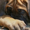 Can dogs take thc for anxiety?