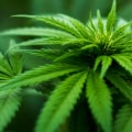 Exploring THC For Pain Management: What Bostonians Need To Know