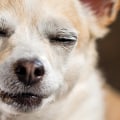 How much thc is ok for dogs?