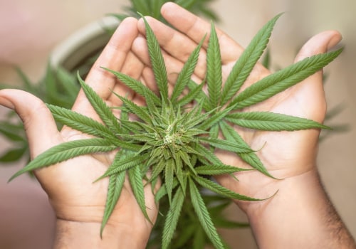 THC for Pain in Substance Use Detox Programs