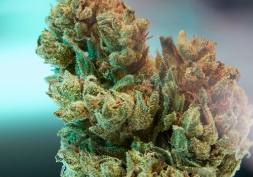 Is higher thc percentage better?