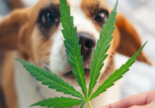 Can dogs have thc for pain?