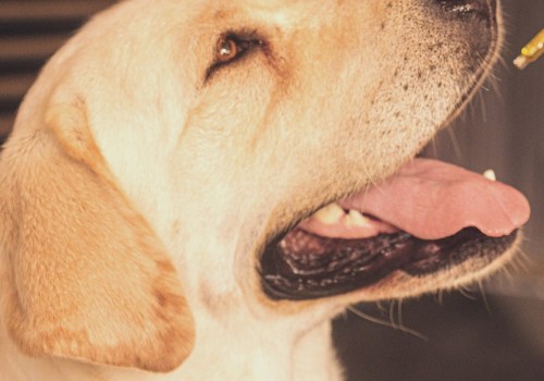 Is cbd and thc good for dogs?