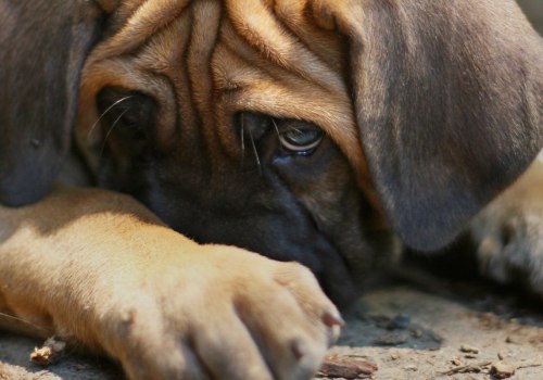 Can dogs take thc for anxiety?