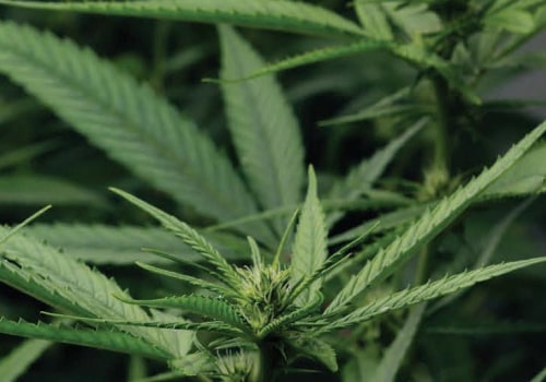 Benefits Of Purchasing THC Products And Edibles For Pain Relief At A Trusted Cannabis Store In Ferndale, MI