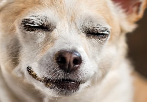 How much thc is ok for dogs?